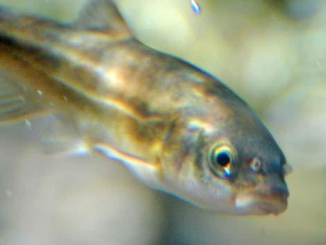 Moapa Dace (Moapa coriacea)