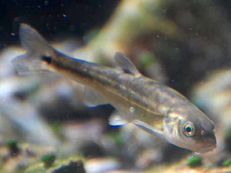 Moapa Dace (Moapa coriacea)