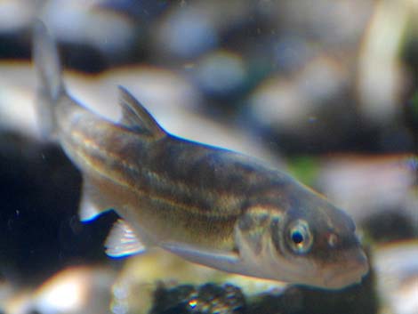 Moapa Dace (Moapa coriacea)