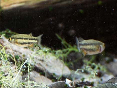 Moapa White River Springfish (Crenichthys baileyi moapae)