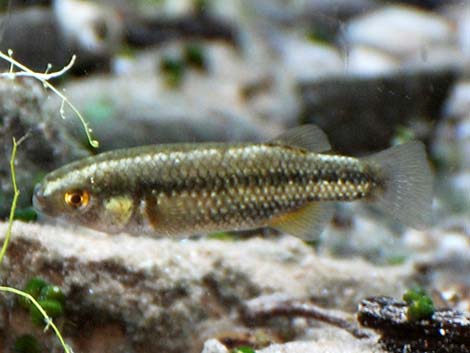 Moapa White River Springfish (Crenichthys baileyi moapae)