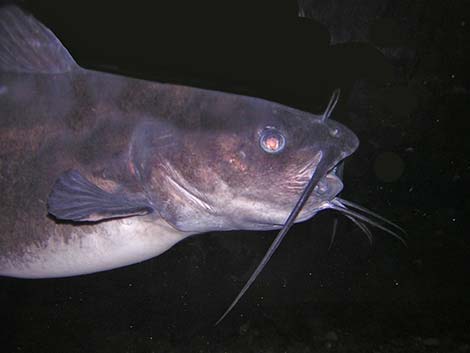 Channel catfish (Ictalurus punctatus)