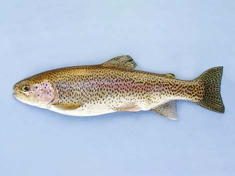 Rainbow Trout (Oncorhynchus mykiss)