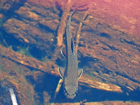 Brook Trout (Salvelinus fontinalis)