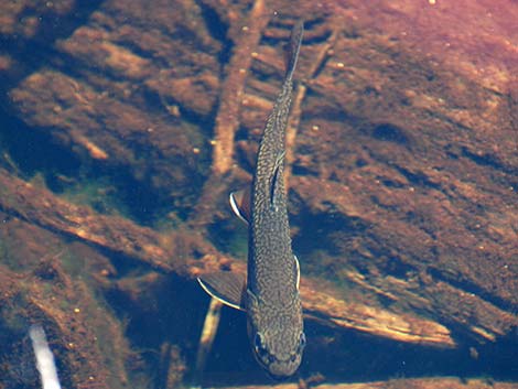 Brook Trout (Salvelinus fontinalis)