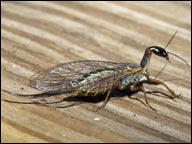 Raphidioptera