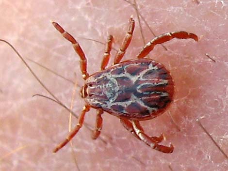 Bighorn Sheep Tick (Dermacentor hunteri)