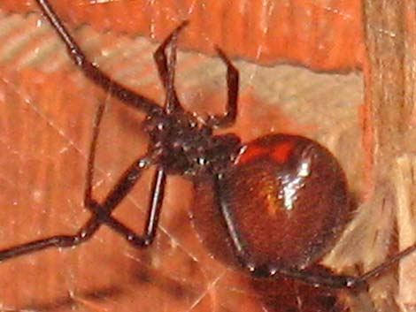 Theridiidae