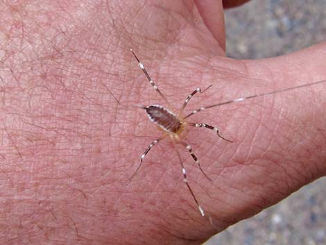 Harvestmen (Order Opiliones)