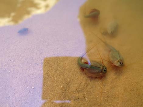 Tadpole Shrimp (Triops newberryi)