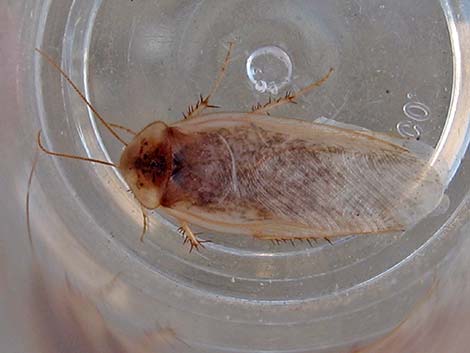 Desert Roach (Arenivaga spp.)