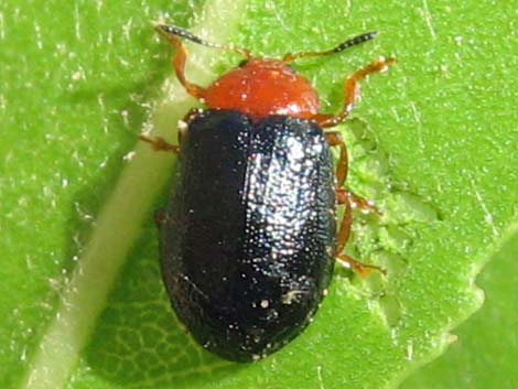 Leaf Beetle (Family Chrysomelidae)