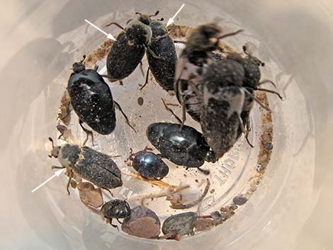 Hide Beetle (Dermestes maculatus)