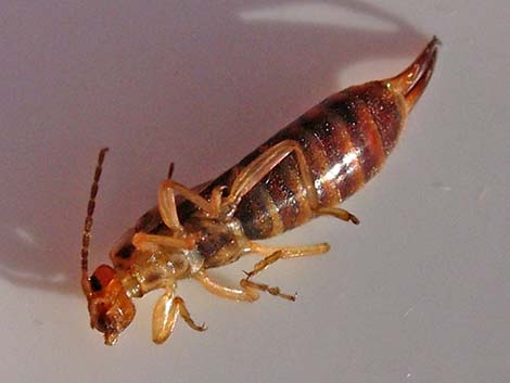 European Earwig (Forficula auricularia)