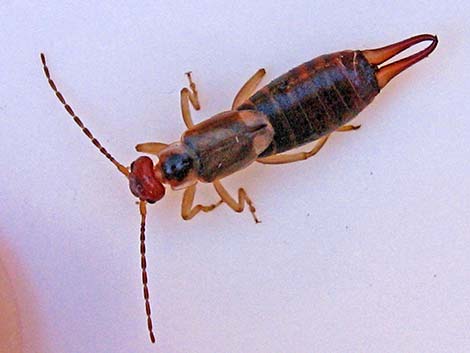 European Earwig (Forficula auricularia)