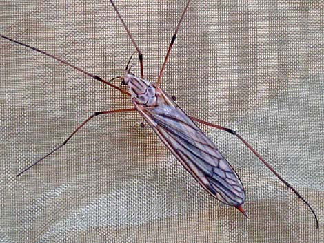 Crane Flies (Family Tipulidae)
