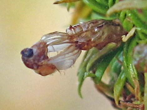 Creosote Gall Midge (Asphondylia auripila)