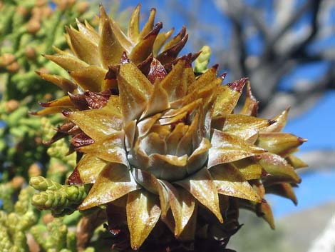 Utah Juniper (Juniperus osteosperma)