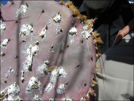 Cochineal (Dactylopius spp)