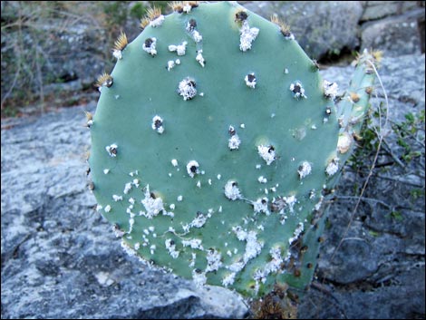 Cochineal (Dactylopius spp)