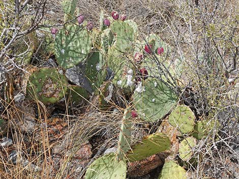 Cochineal (Dactylopius spp)