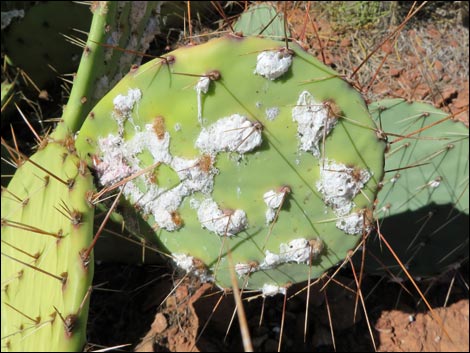 Cochineal (Dactylopius spp)