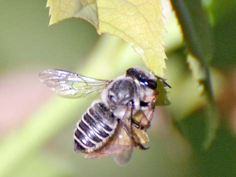 Leaf-cutter Bees (Megachilidae)