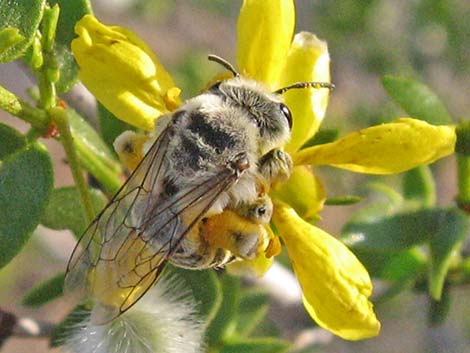 Leaf-cutter Bees (Hymenoptera, Megachilidae)