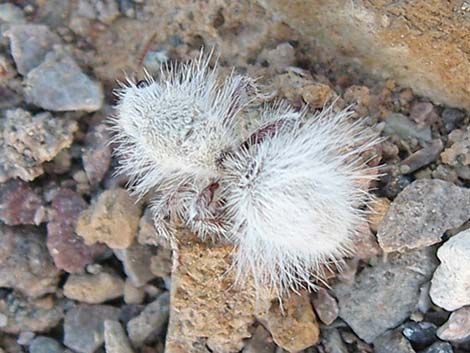 White Velvet Ant (Dasymutilla gloriosa)