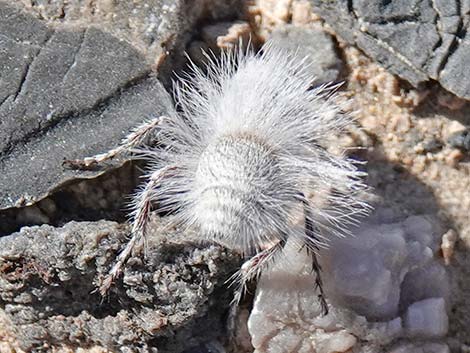 White Velvet Ant (Dasymutilla gloriosa)