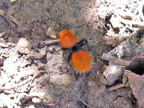 Velvet Ant (Dasymutilla)