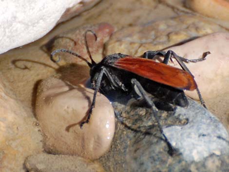 Tarantula Hawk (Pepsis spp.)