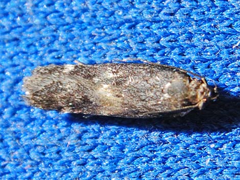 micro moth