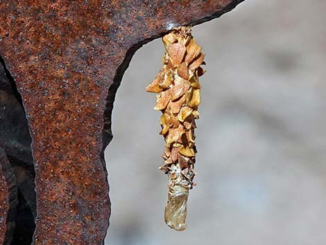 Creosote Bush Bagworm (Thyridopteryx meadii)