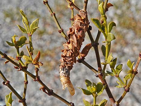 Creosote Bush Bagworm (Thyridopteryx meadii)