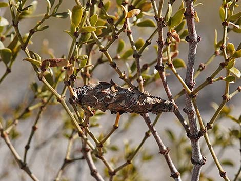 Creosote Bush Bagworm (Thyridopteryx meadii)