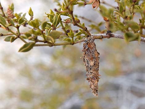 Creosote Bush Bagworm (Thyridopteryx meadii)