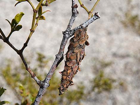 Creosote Bush Bagworm (Thyridopteryx meadii)