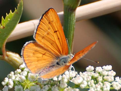 Ruddy Copper (Lycaena rubidus)