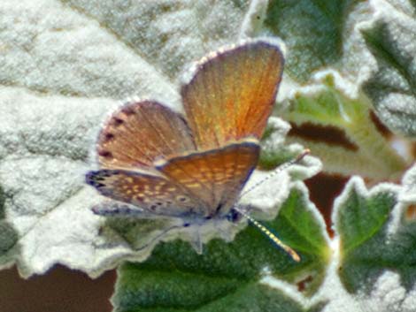 Western Pygmy-Blue (Brephidium exilis)