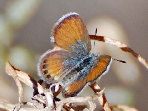 Western Pygmy-Blue (Brephidium exilis)