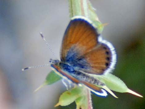 Western Pygmy-Blue (Brephidium exilis)