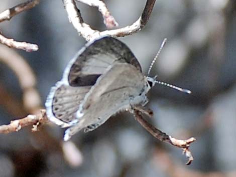 Spring Azure (Celastrina ladon cinerea)