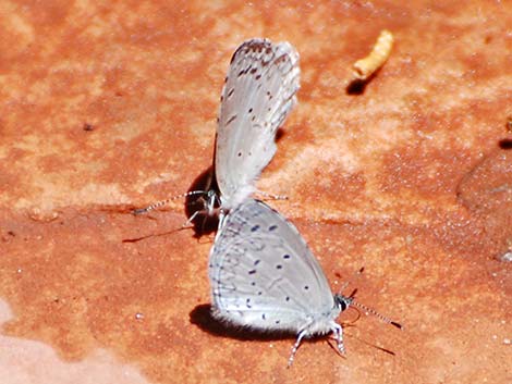 Spring Azure (Celastrina ladon cinerea)