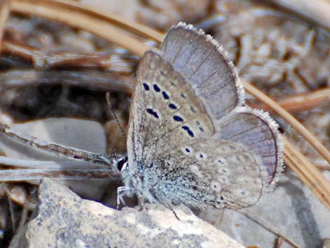 Spring Mountains Icarioides Blue (Icaricia icarioides austinorum)