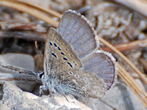 Spring Mountains Icarioides Blue (Icaricia icarioides austinorum)