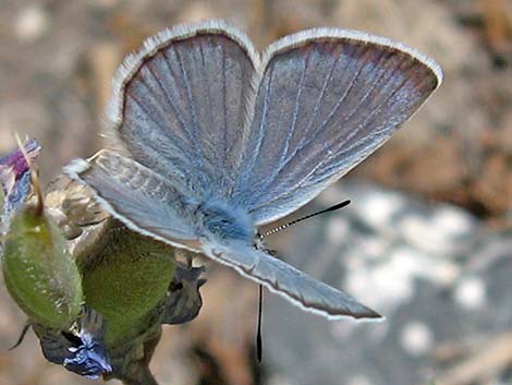 Spring Mountains Icarioides Blue (Icaricia icarioides austinorum)