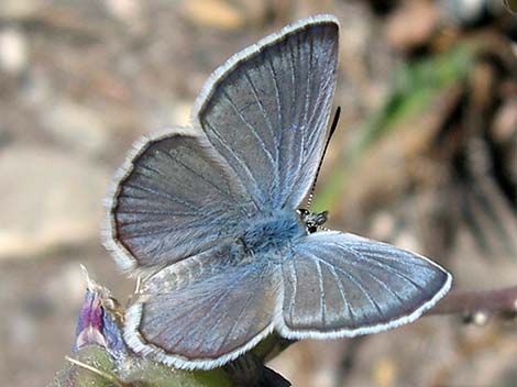 Mount Charleston Blue (Icaricia shasta charlestonensis)