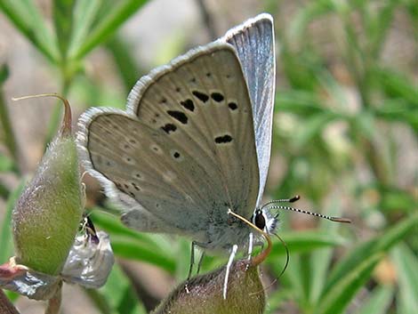 Spring Mountains Icarioides Blue (Icaricia icarioides austinorum)