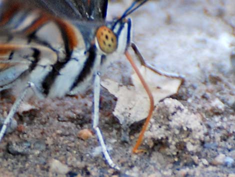 Arizona Sister (Adelpha eulalia)